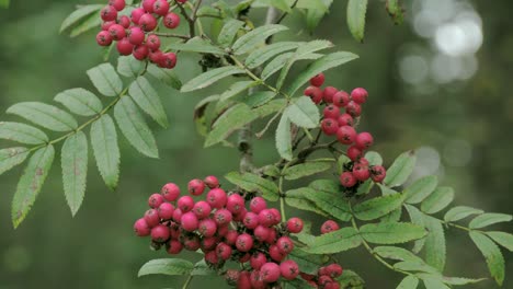 bunch of sorbus aucuparia fruits that are pinkish in color