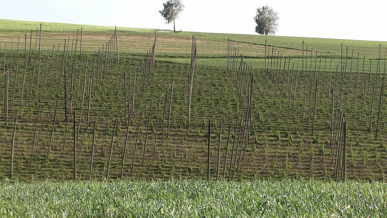 Rare footage of destroyed hop garden near Wolnzach right after hailstorm Felix in 2009, Bavaria, Germany