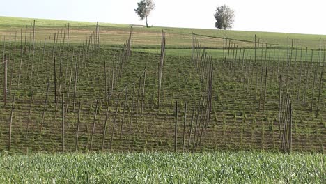 Seltene-Aufnahmen-Des-Zerstörten-Hopfengartens-In-Der-Nähe-Von-Wolnzach-Direkt-Nach-Dem-Hagelsturm-Felix-Im-Jahr-2009,-Bayern,-Deutschland