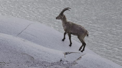 ibex on a mountain