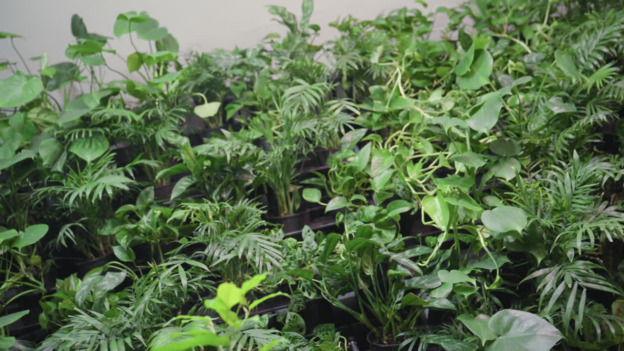 Lush green indoor plants arranged in neat rows inside black vases placed along vertical surface near light wall, showcasing fresh foliage and modern interior greenery concept