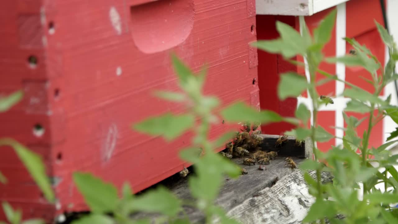 Slow motion of many bees flying around a bright red beehive