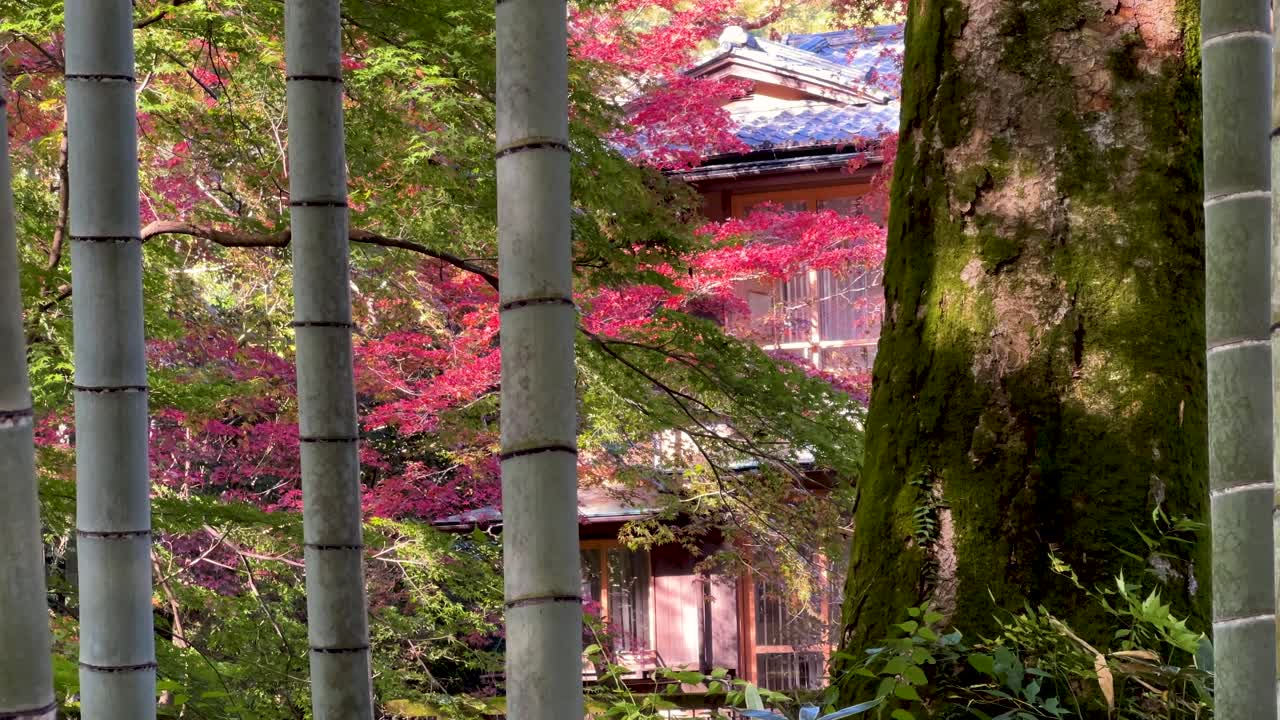 아름다운 대나무 숲의 가을 색상 위에 천천히 으로 슬라이더