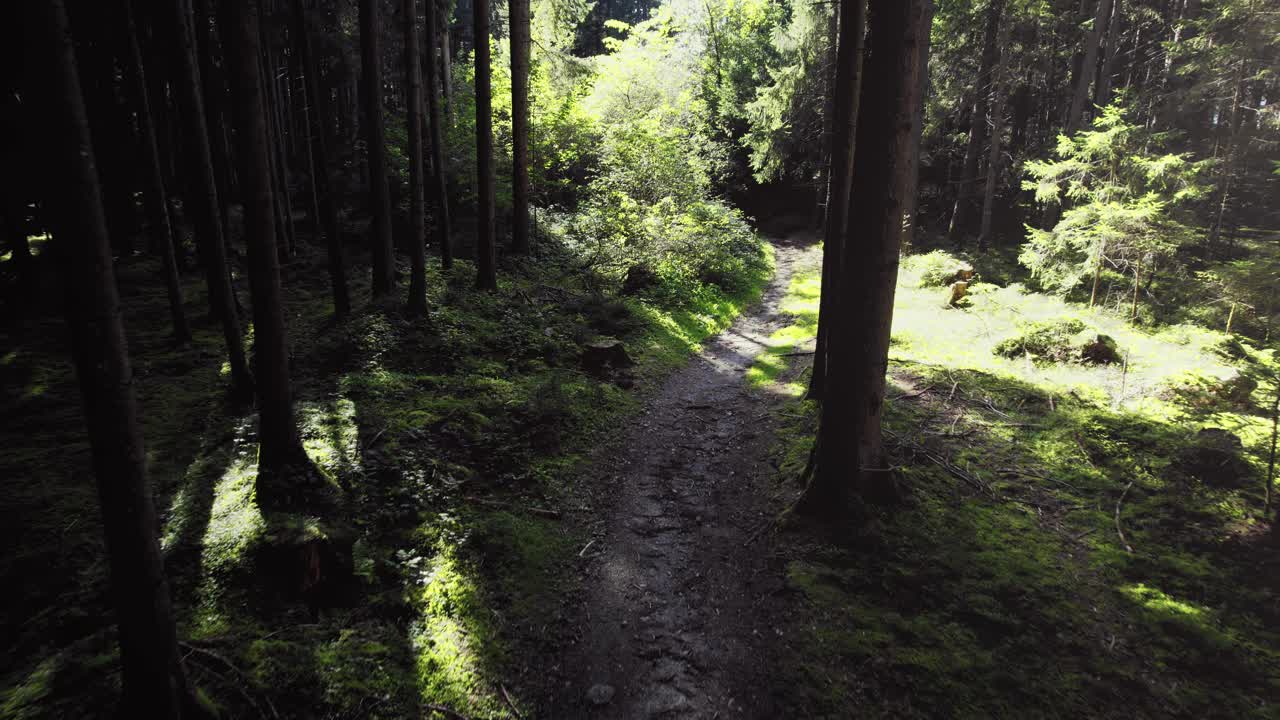 boschi della foresta in estate rami di pini verdi e lussureggianti, caldo sole serale che splende, sentiero per passeggiate