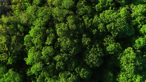 Top-down-drone-descends-rotating-above-green-tropical-trees,-mesmerizing