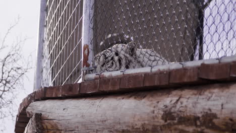 tigre blanco acostado con la cara presionada contra la valla del zoológico