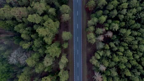 aerial top-down shot of a long straight country road in the middle of a forest with a car passing by