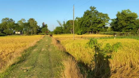 Cycling-in-rural-path-through-agriculture-field-of-Bangladesh,-POV-handheld-view