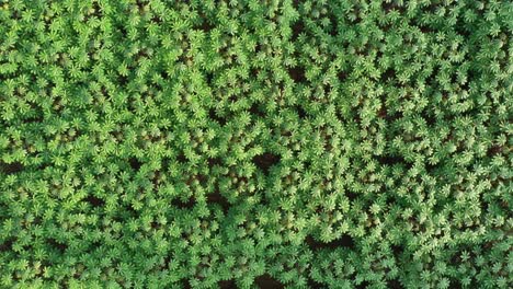 aerial view of agricultural fields