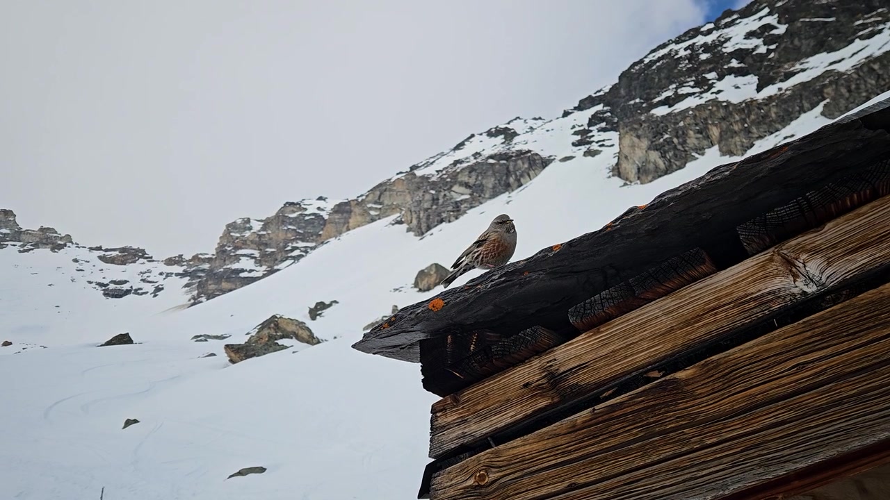 Et autentisk billede af en alpejernspurv (Prunella collaris), der hviler på et rustikt træhyttetag mod en sneklædt bjergkulisse. Ideel til natur- og dyrelivsdokumentarer.