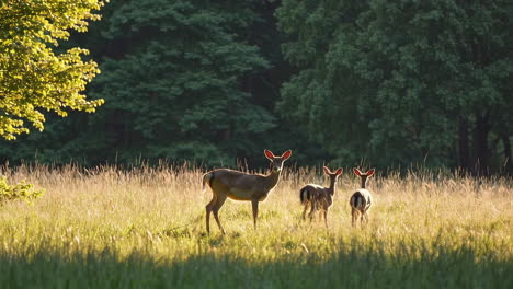 deers in a meadow at sunset