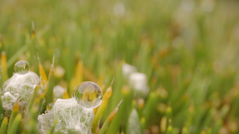 forest and vegetation, water drop macro