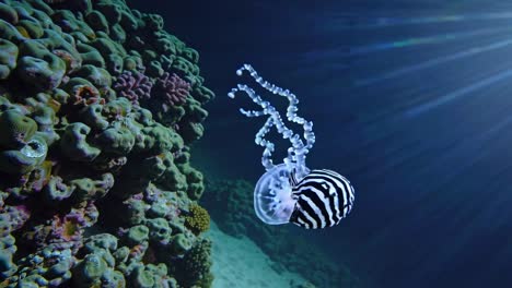 glowing jellyfish and fish underwater