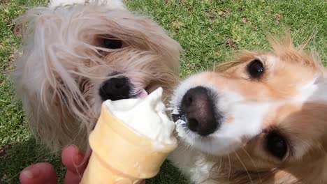 two puppies enjoying an icecream