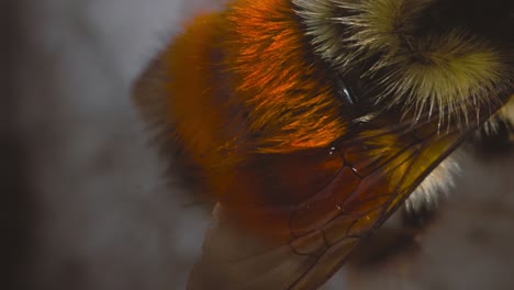 mason bee pulsing its butt macro shot