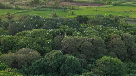 aerial view of a flock of white egrets flying and perching on the tops of green trees
