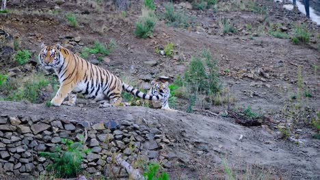 grote siberische tijgers die op de heuvel rusten