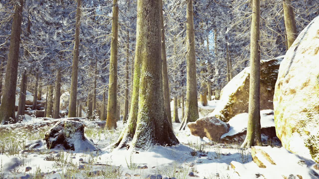 Snow covered forest with tall trees and rocks during winter daylight