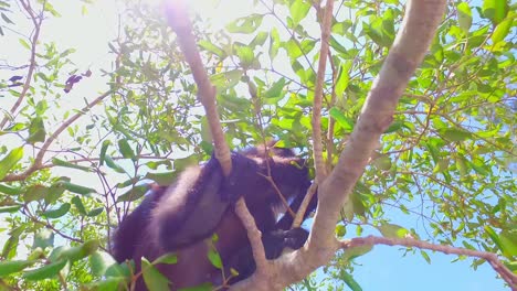 Affe---Trachypithecus-Obscurus---Brillenlangur---Langkawi