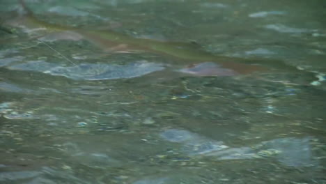 Trout-fly-fishing-in-mountain-river-at-summer