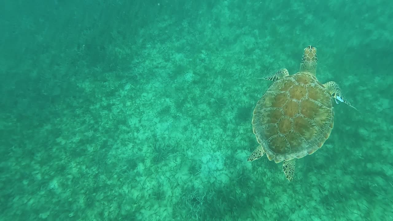 Sea Turtle swimming up from bottom of grass covered ocean floor to surface