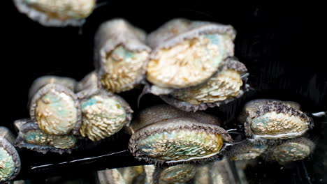 abalone on commercial farm glides down black film into water