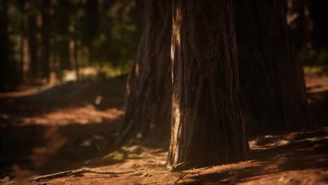 Early-morning-sunlight-in-the-Sequoias-of-Mariposa-Grove