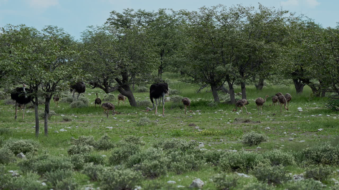 Struzzi in una savana
