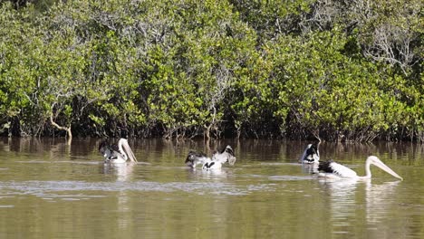 three australian pelicans glide calmly across sunlit estuary waters near dense mangrove vegetation