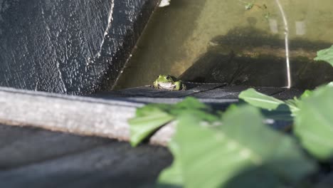 primer plano de una rana anfibia verde brillante moviendo su garganta