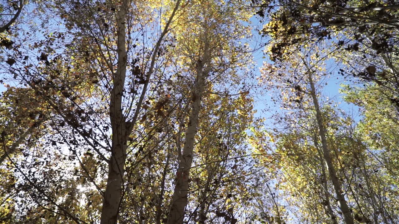 álamos en la sección rehabilitada del delta del río colorado en méxico