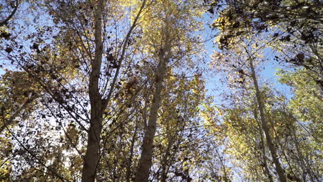 cottonwood trees in the rehabilitated section of the colorado river delta in mexico