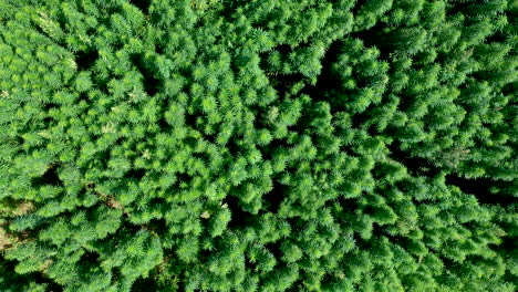 Antena:-Toma-De-La-Cámara-Hacia-Abajo-Y-Revela-La-Toma-De-Un-Dron-Que-Asciende-Lentamente-De-Un-Vasto-Ondulado-En-El-Campo-De-Plantas-De-Cáñamo-O-Hierba-De-Cannabis-Del-Viento-En-Un-Día-Brillante