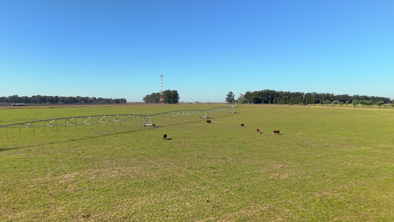 Livestock grazing near pivot irrigation system, Argentina agriculture and food supply