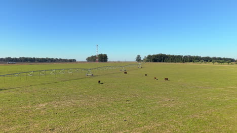 livestock grazing near pivot irrigation system, argentina agriculture and food supply