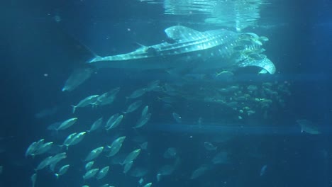 a whale shark gracefully swims alongside a vibrant school of fish in clear blue waters.