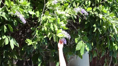 a person's hand picking purple flowers from a bush