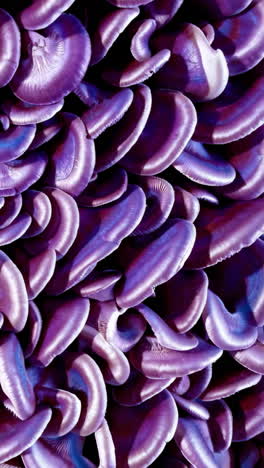 close-up of purple mushrooms