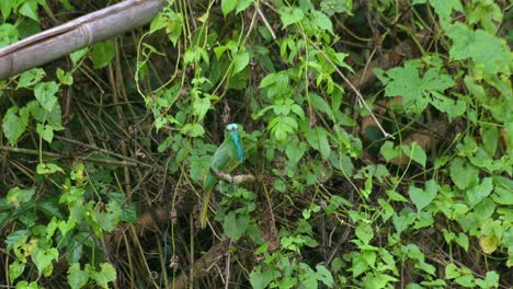 Camera-zooms-out-while-this-bird-is-on-its-foraging-mode-during-a-windy-day,-Blue-bearded-Bee-eater-Nyctyornis-athertoni,-Thailand