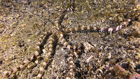 wonderpus crawling across seabed in search of prey