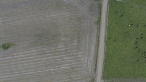 Birds-eye-view-drone-shot-of-cows-walking-across-green-field-in-South-Island,-New-Zealand