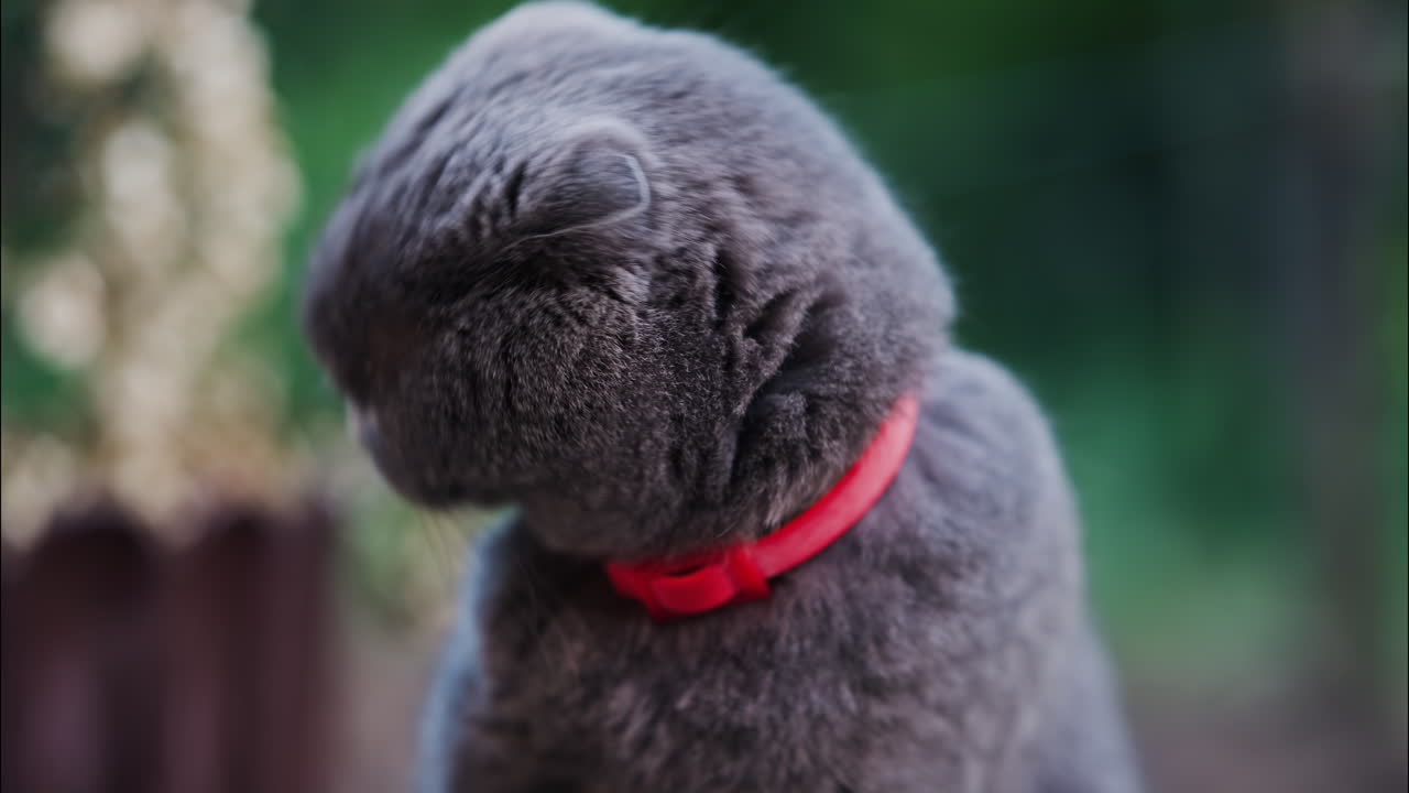 Close up of a Scottish Fold cat with orange eyes and a red collar in a garden with a blurred background