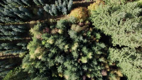 Blick-Von-Oben-Nach-Unten-Auf-Einen-Skandinavischen-Kiefernwald-Mit-Edeltanne-Und-Nordmand-Tannen-Dolly-Schuss