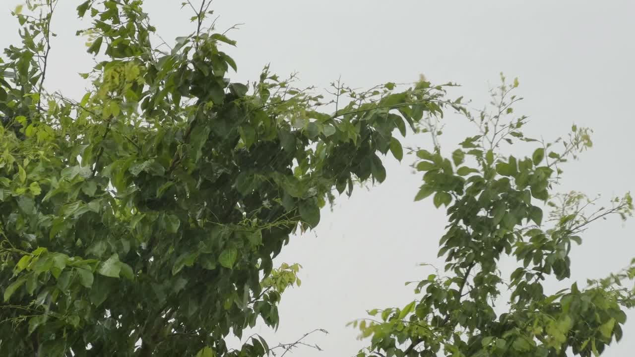 Static shot of a tree during a heavy rain fall with the storm in the jungle