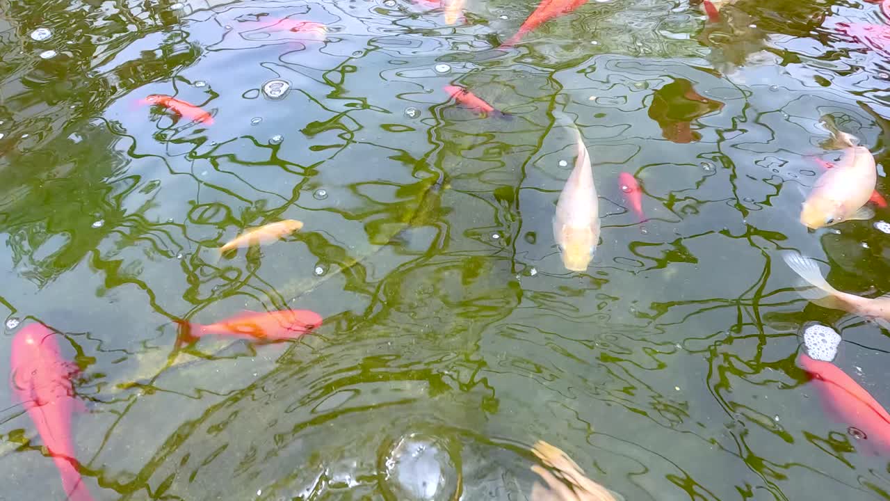 Multiple koi fish swim and interact near the water’s surface in a sunlit outdoor pond, with gentle ripples and reflections visible throughout