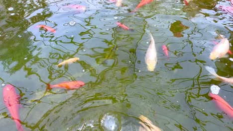 multiple koi fish swim and interact near the water’s surface in a sunlit outdoor pond, with gentle ripples and reflections visible throughout