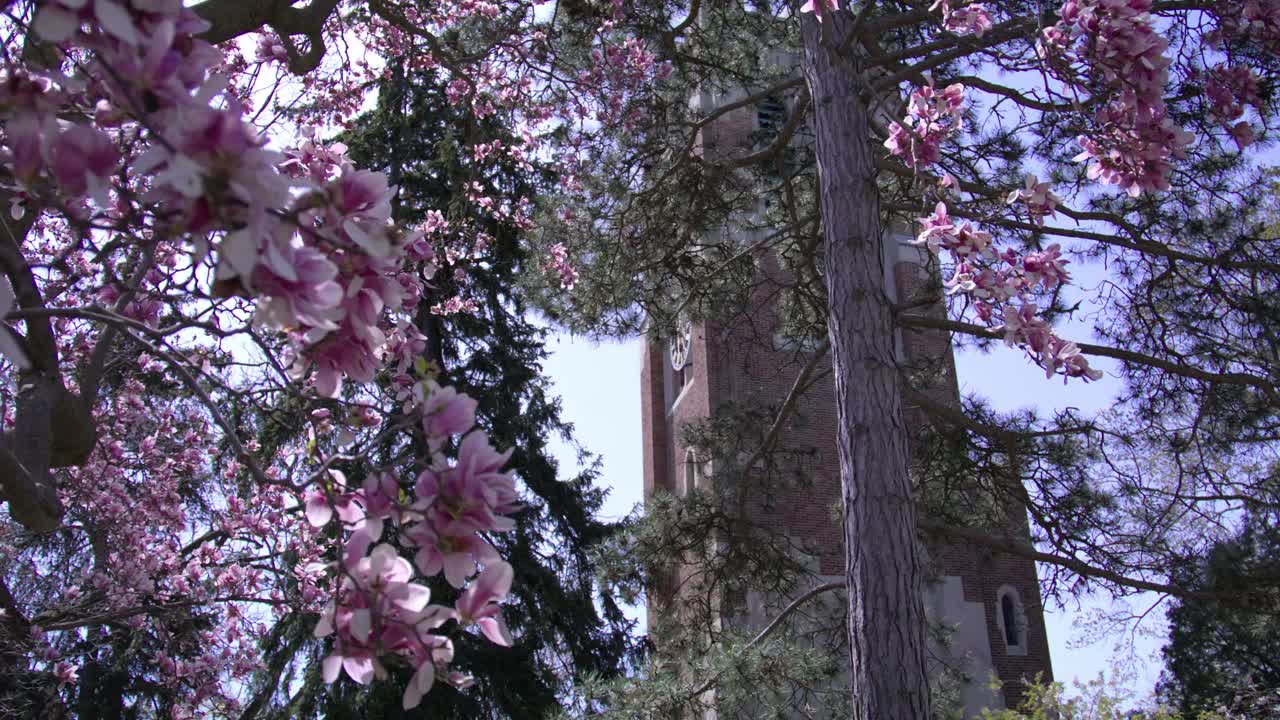 Beaumont Tower during spring on the campus of Michigan State University in East Lansing, Michigan with gimbal video slow motion from the blooming tree.