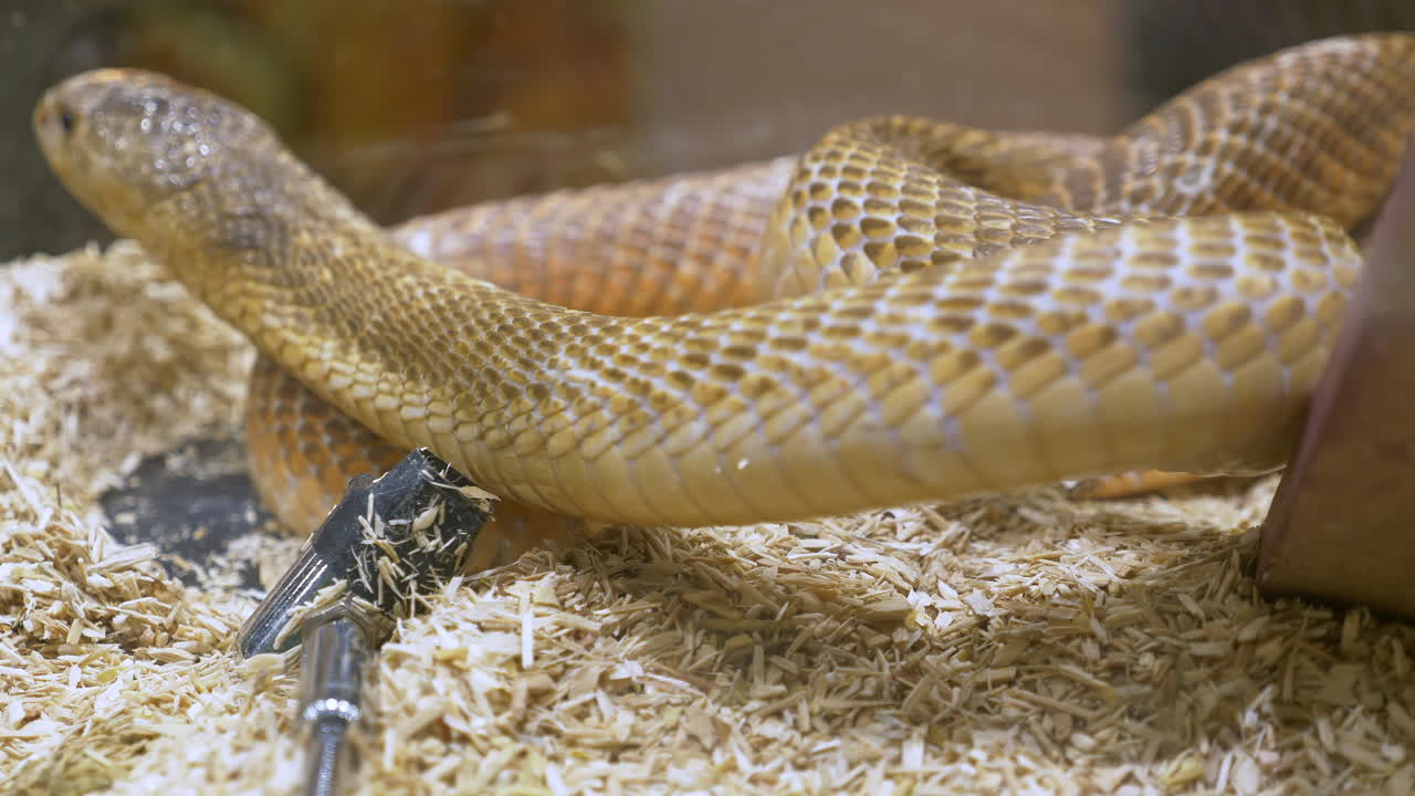 A close-up of a snake showing its tongue as it slithers and turns around inside a terrarium in a zoo in Bangkok, Thailand