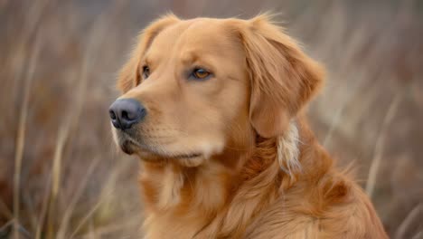el retrato del golden retriever