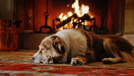 dog lying in a cozy house near the fireplace